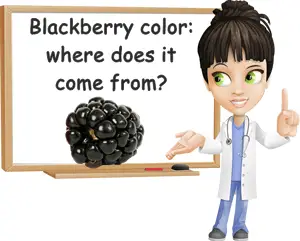 Blackberry color