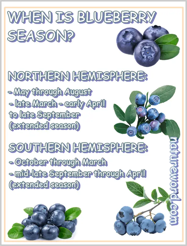 Blueberry season chart
