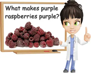 Purple raspberries color