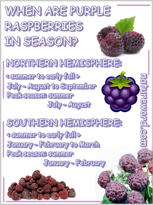 Purple raspberries season chart