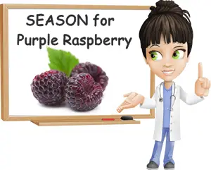 Purple raspberry season