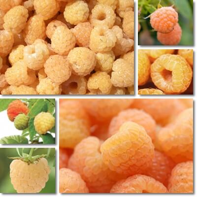 Where do golden raspberries come from