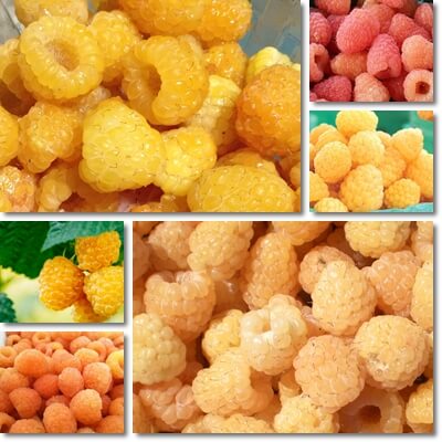 Where do yellow raspberries come from
