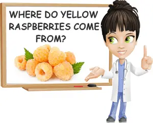 Where do yellow raspberries come from