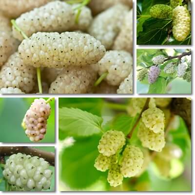 White mulberries benefits