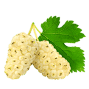 White mulberry