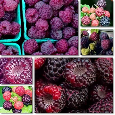 Why are purple raspberries purple