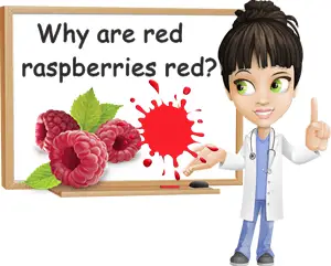 Why are raspberries red