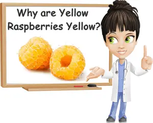 Why are yellow raspberries yellow