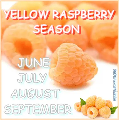 Yellow raspberries season