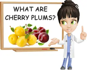 Cherry plums