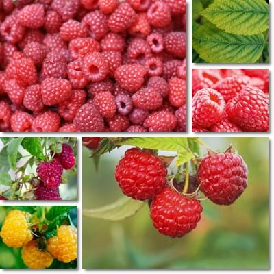 Raspberries antiaging