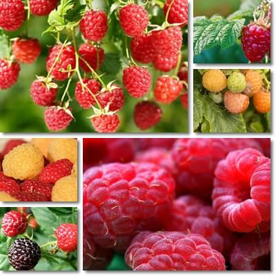 Raspberry anti aging