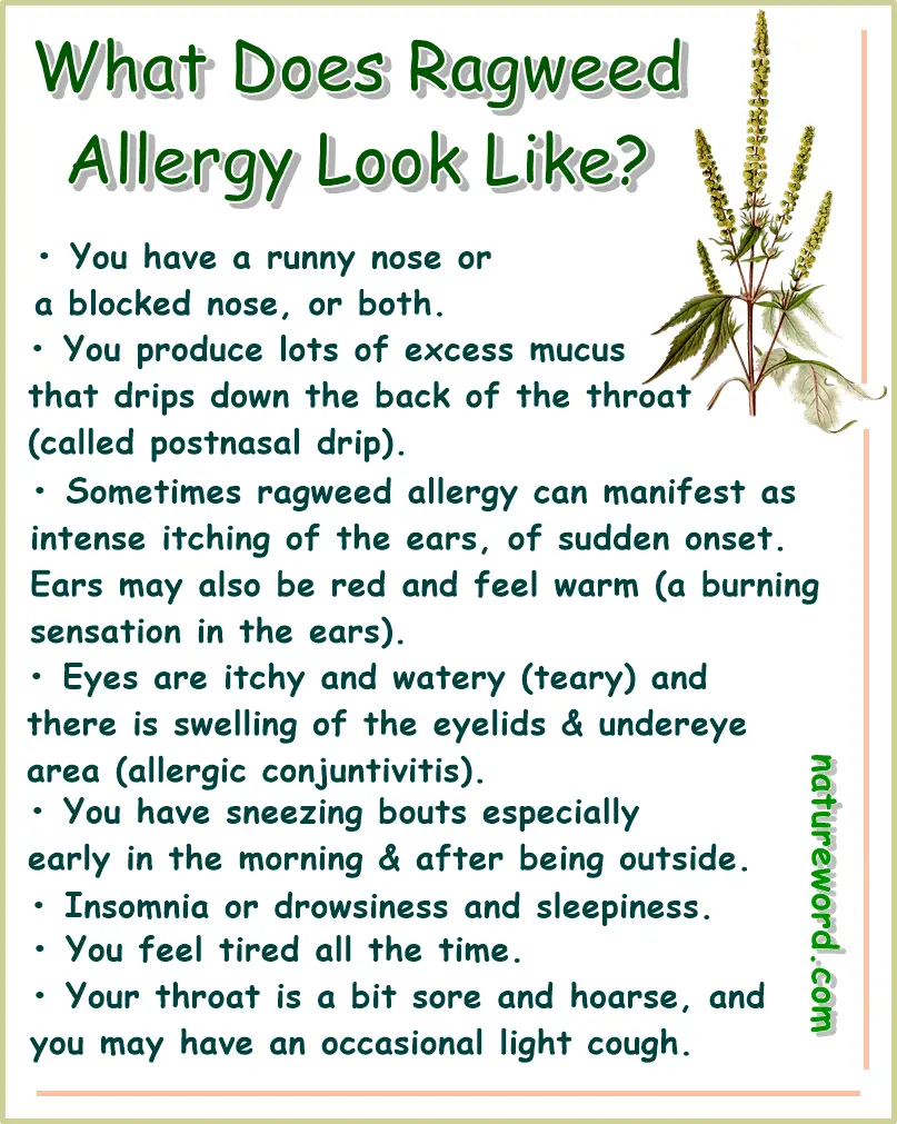 Ragweed pollen allergy symptoms