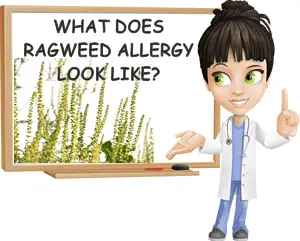 Symptoms of ragweed pollen allergy