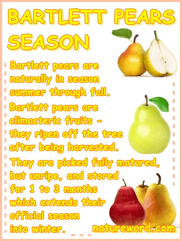 Bartlett pear season