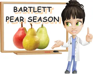 Bartlett pears seasons