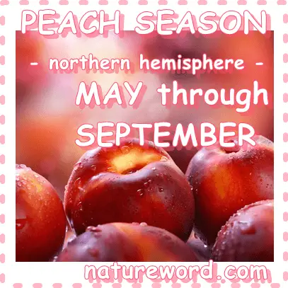 Peach season