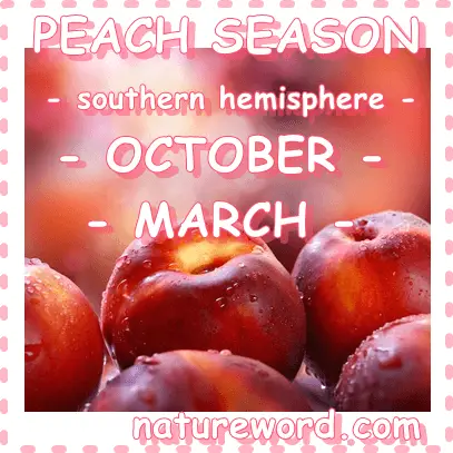 Peaches season