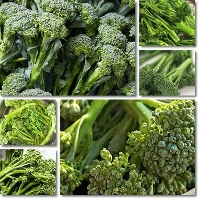 Broccolini baby broccoli
