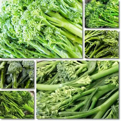 Broccolini