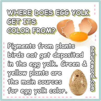 Egg yolk color