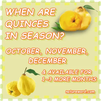 Quinces season