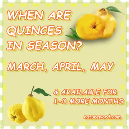 When is quince season