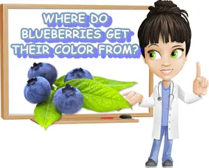 Where do blueberries get their color