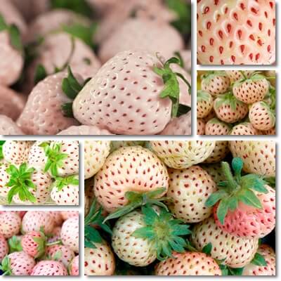 White strawberries