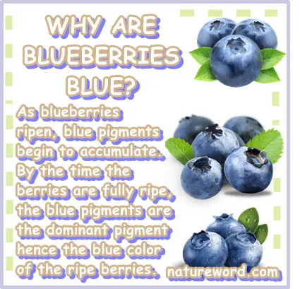 Why are blueberries blue