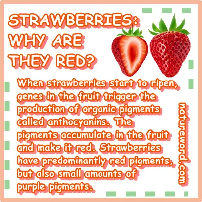 Why are strawberries red