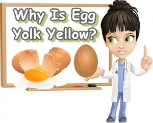 Why is egg yolk yellow