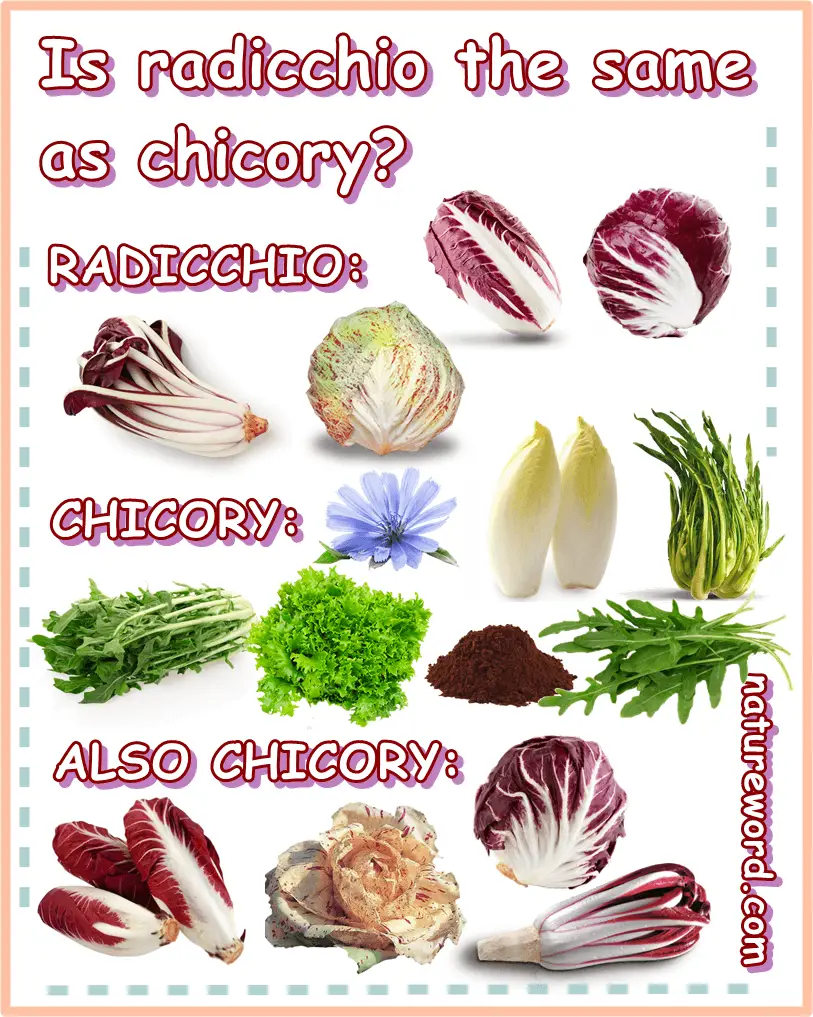 Chicory and radicchio guide