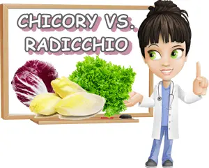 Is chicory the same as radicchio