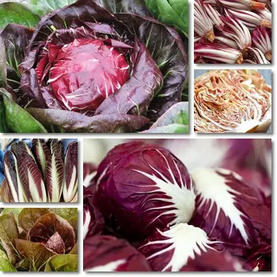 Radicchio chicory