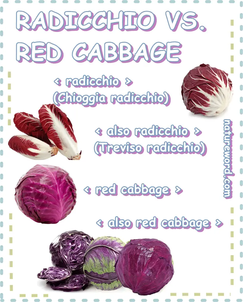 Radicchio red cabbage guide difference