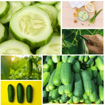 cucumber acidic or alkaline