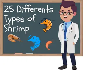 Differents Types of Shrimp