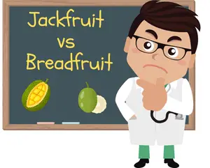 Jackfruit vs Breadfruit 