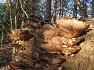 oyster_Mushroom_(Pleurotus_cornucopiae)