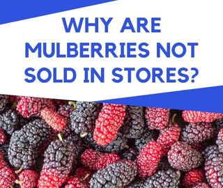 Why Are Mulberries Not Sold In Stores?