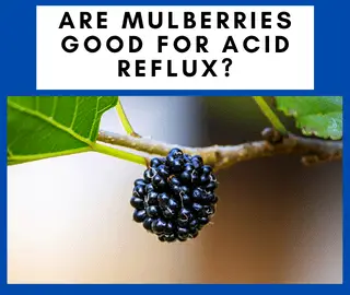 Mulberries Good For Acid Reflux
