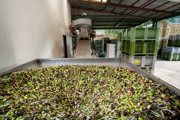 How olive oil is made