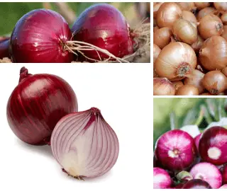 Onion Glycemic Index