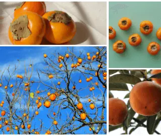 Persimmon Glycemic Index