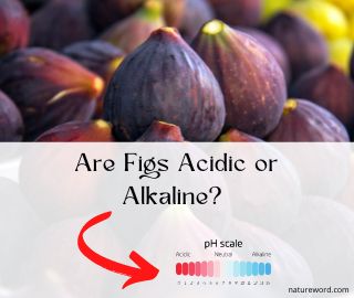 Figs-Acidic or Alkaline