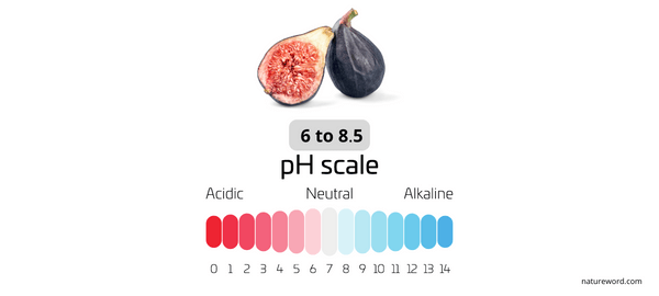 ph value of figs and dried figs