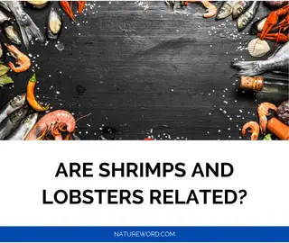 Are Shrimps and Lobsters