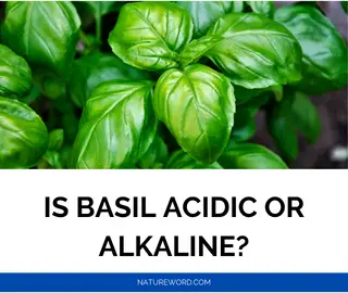 basil ph-alkaline-acidic